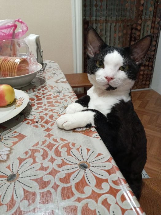 В'язка кота (девон рекс)