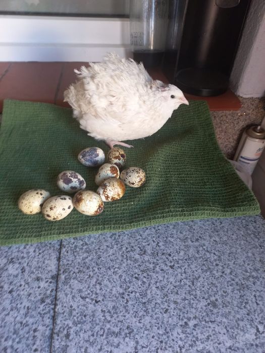 Jajka przepiórki mięsnej taksas