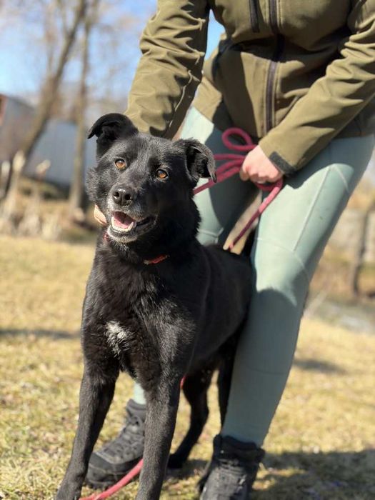 088435 Zuza do adopcji