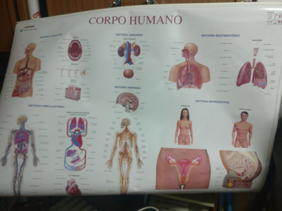 Tela de demonstração corpo humano
