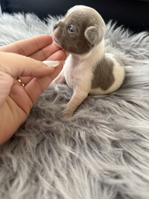 Menina  Chihuahua  lindissima “ de bolso.