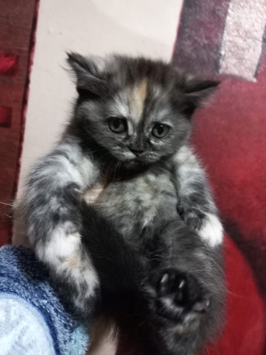 Прямовухі шотландські кошеннята