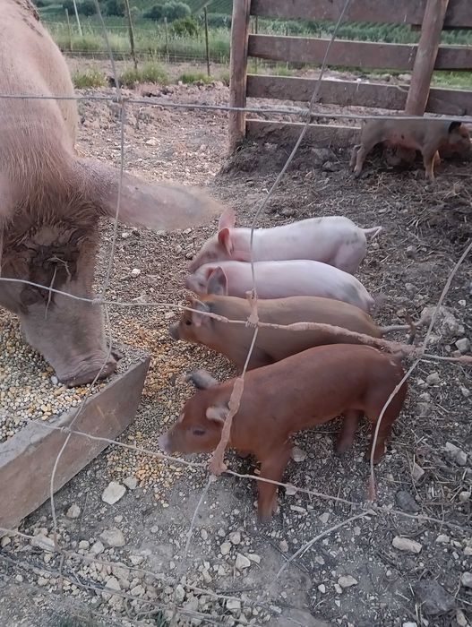 Porcos Duroc/LandRace/Malhado de Alcobaça