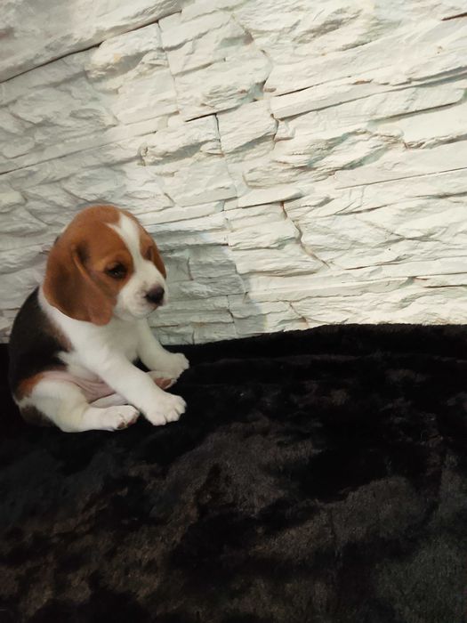 Sprzedam psa Beagla