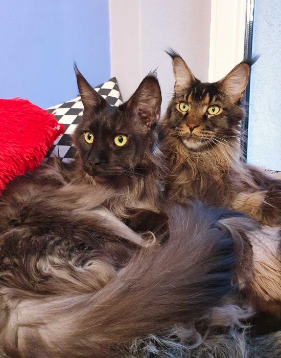 Angielski korepetycje, konwersacje