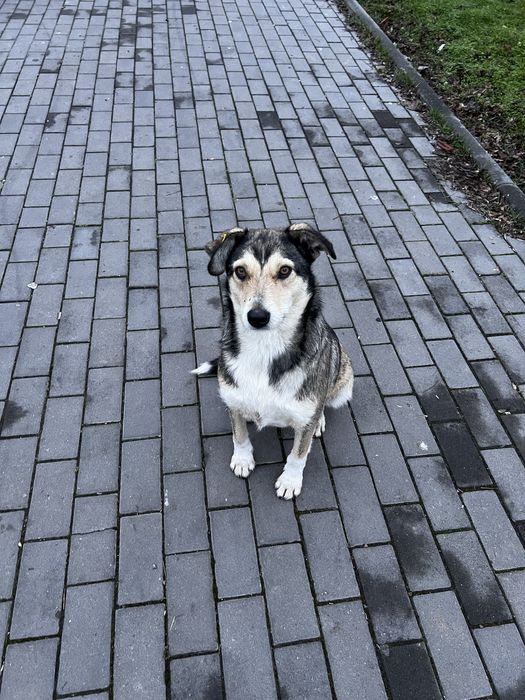 Собачка в хорошие руки