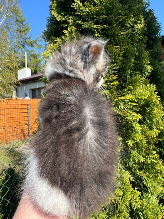 Maine Coon kocurek