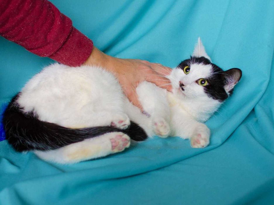 Дуже ніжна киця Мушка шукає дім, 1 рік, стерилізована, кішка, кошка