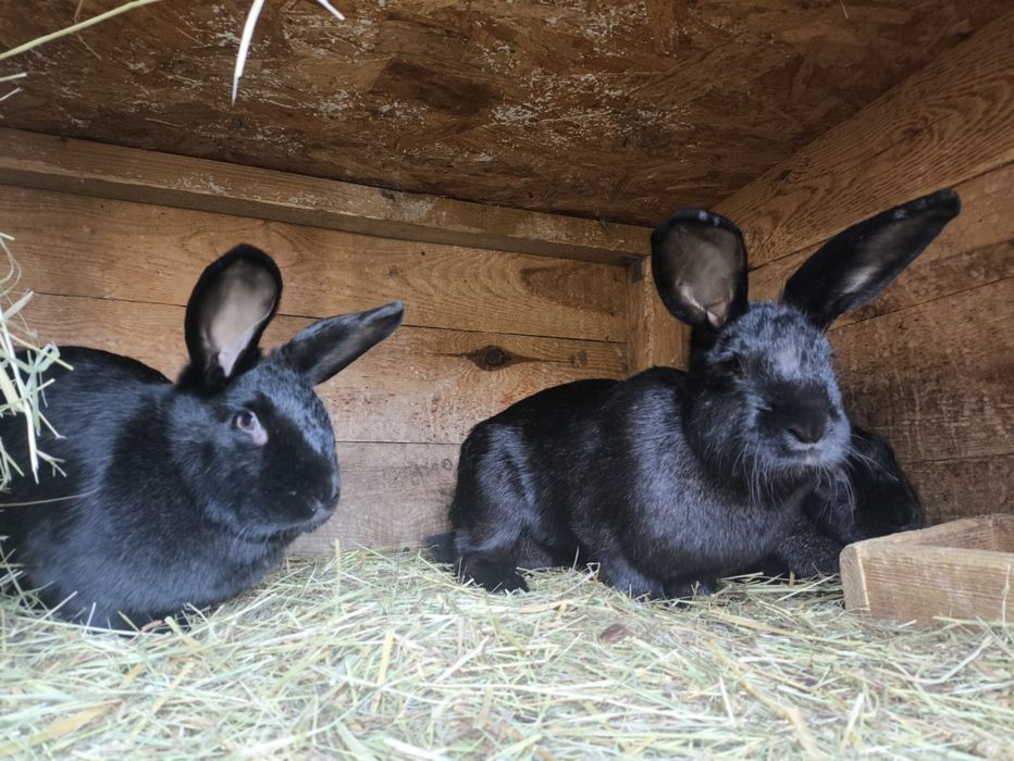 Króliki nowozelandzkie czarne