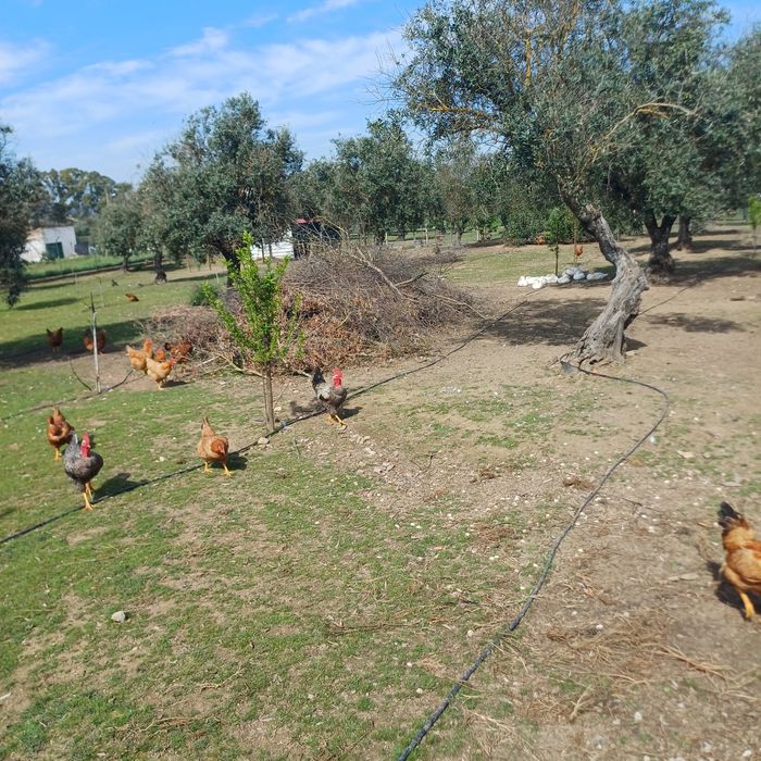 Vendem-se ovos do campo