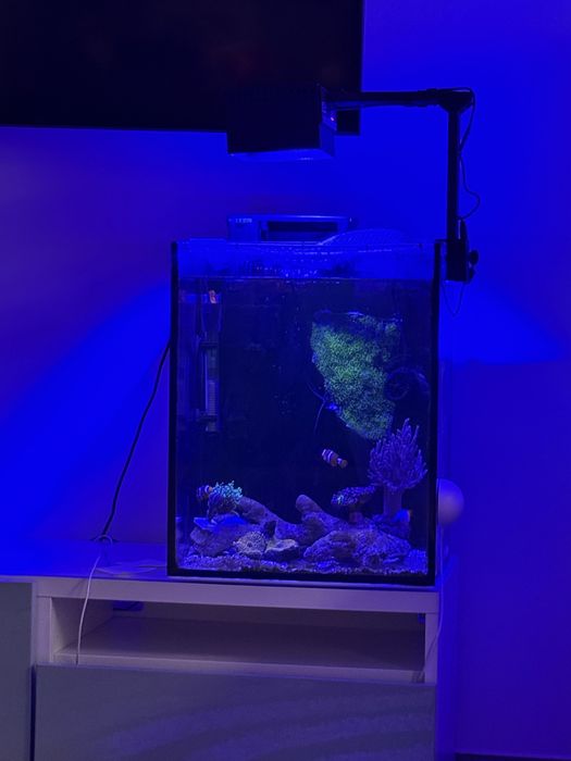 Aquario Scalare Nano Reef 60l completo agua salgada