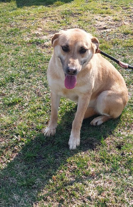 Danna sunia do adopcji