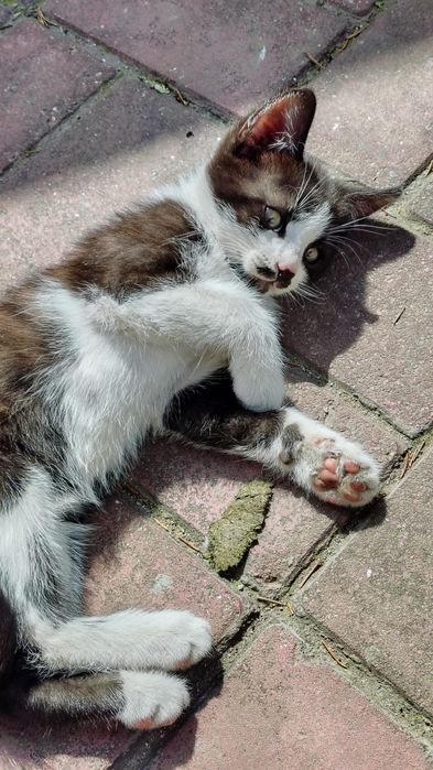Котятя добрим людям.