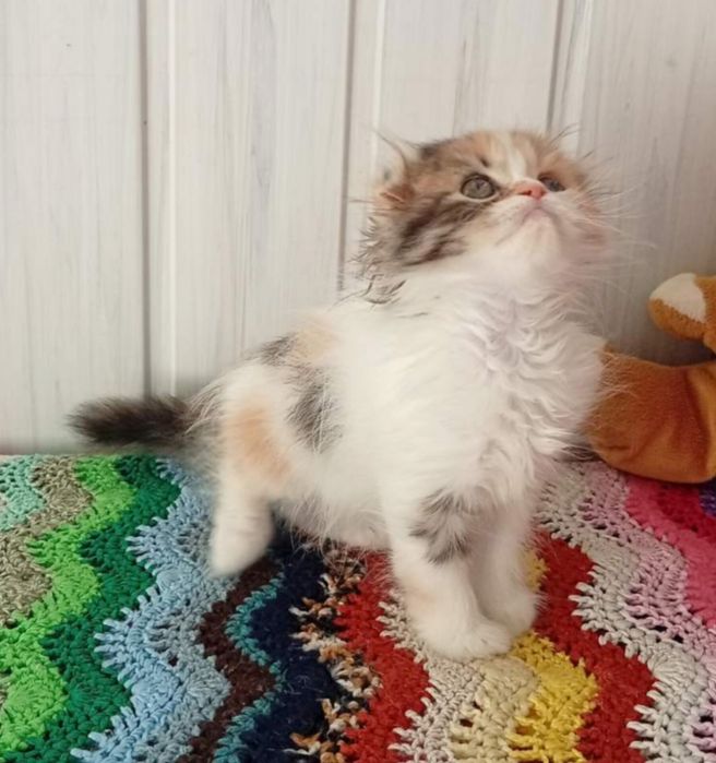 Найкраща дівчинка.  Кошенята,  котёнок
