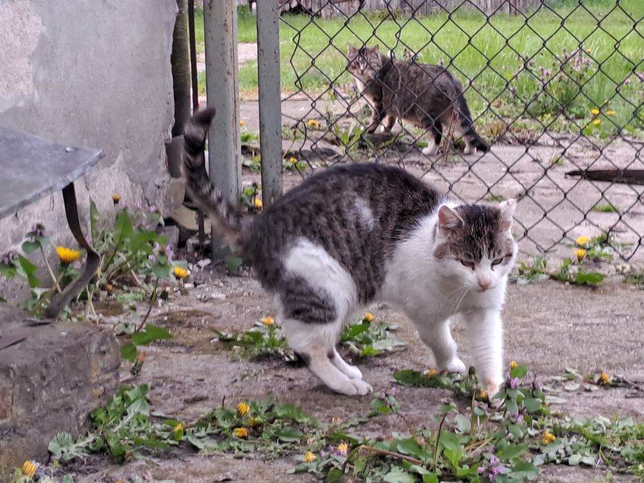 Fajny przyjazny błąka się j błąka