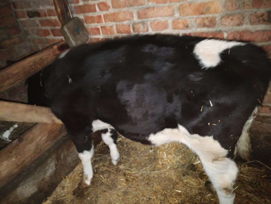 Продам теля тьолочку