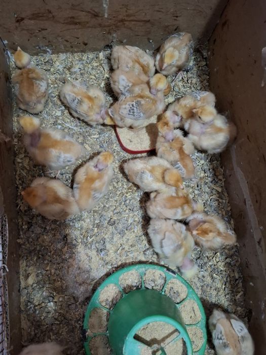 Pintinhos bebés para desocupar