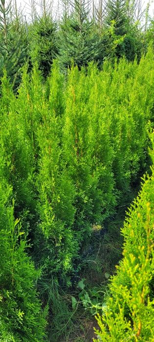 Tuja Smaragd 120 cm Promocja 80 tuje 100 thuja thuje szmaragd żywopłot