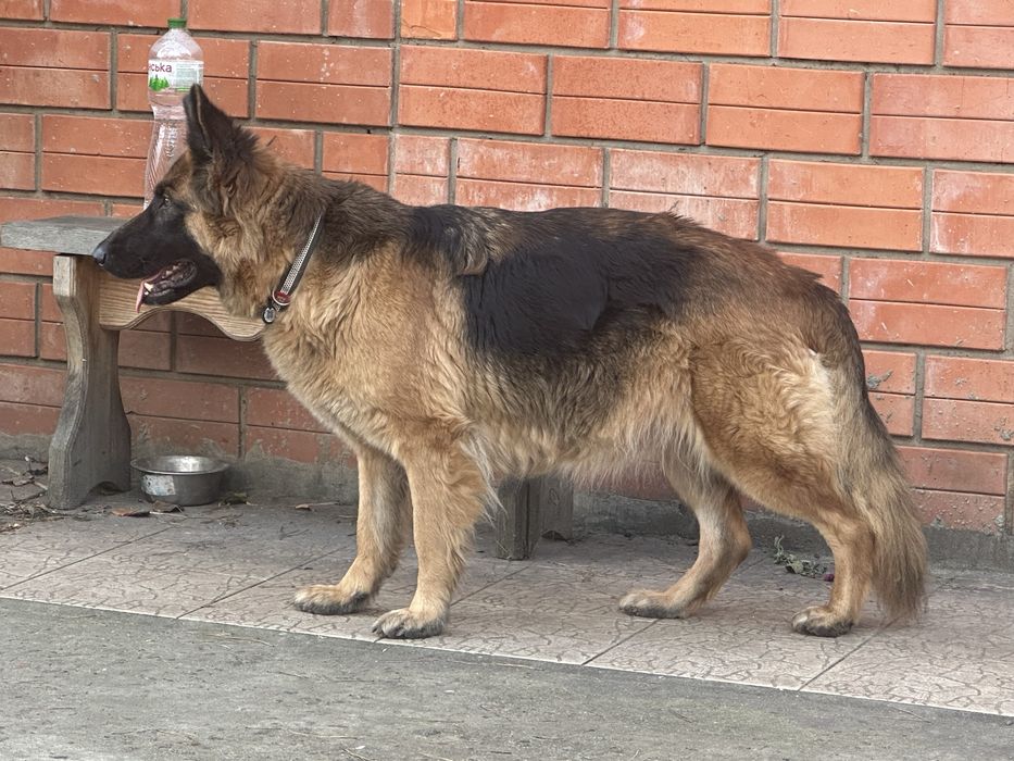 Бронь щенков немецкой овчарки