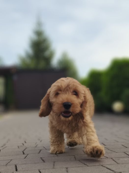 Cockapoo sliczny piesek