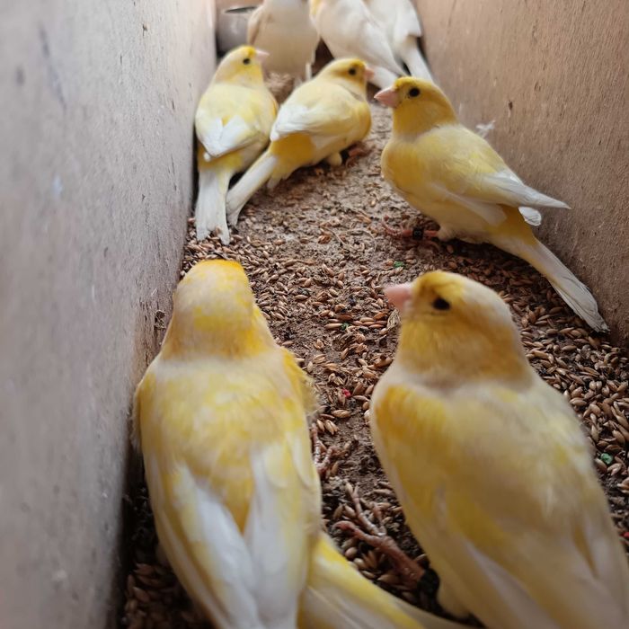 Canários anilhados criados em viveiro