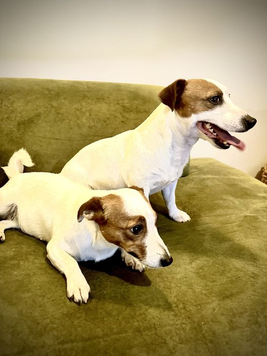 Jack Russell  Terrier suczka malutka  Jack Rusel Terier