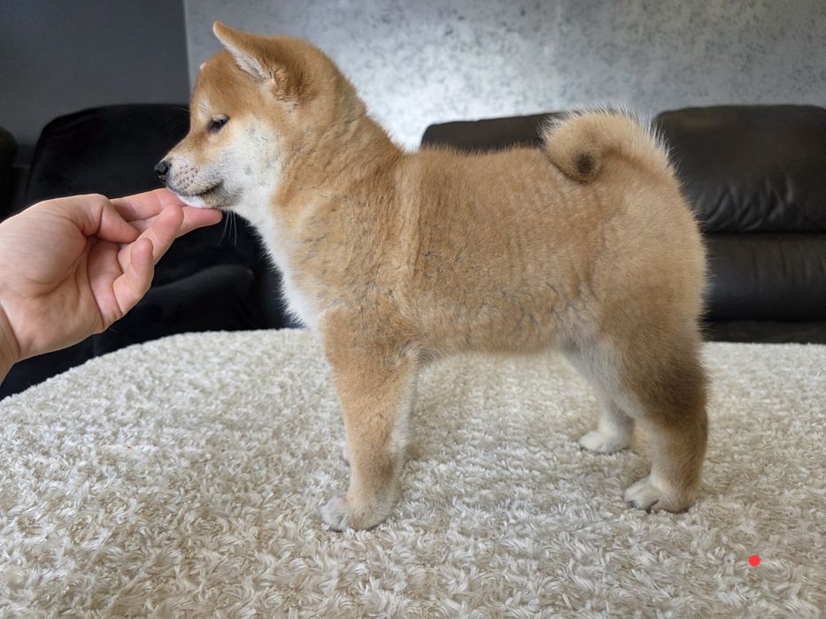 Shiba inu ZKWP FCI wyjątkowe szczenie