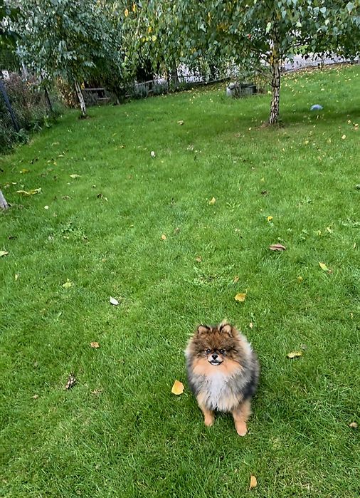 Szpic Miniaturowy (Pomeranian)