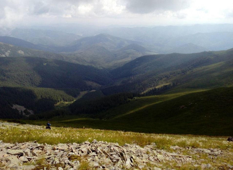 Ісландських мох з Карпат