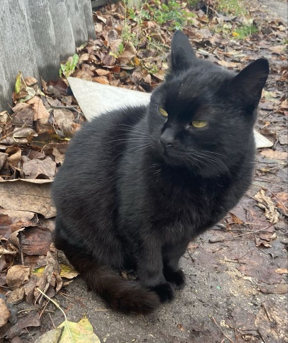 Терміново киця в пошуках домівки