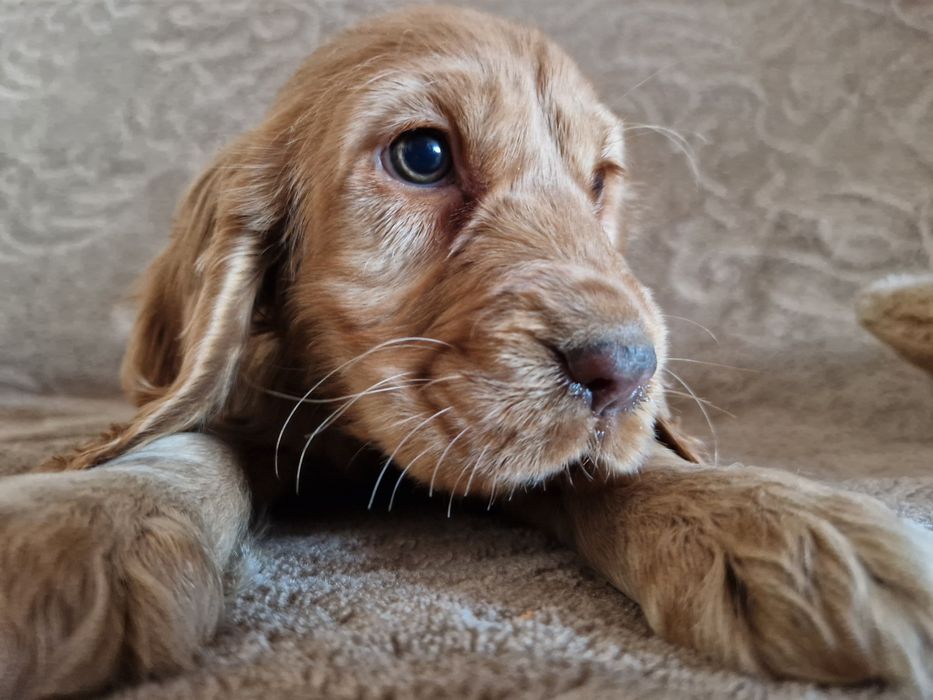 Cocker Spaniel suczka