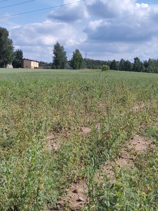 Ziemia, pole, sprzedam 2,5h
