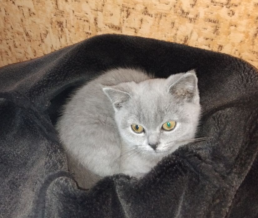 Кошеня британець