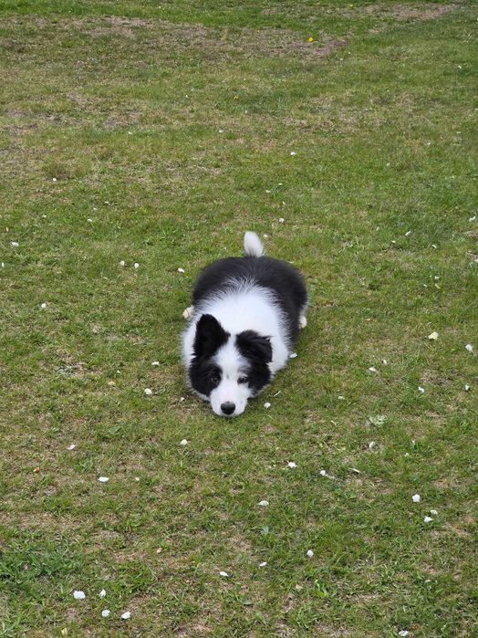 Border Collie ZKWP FCI pies