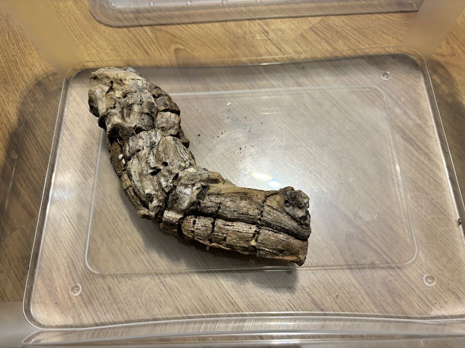 Pojemnik terrarium dla młodego węża + gratis tuba korkowa