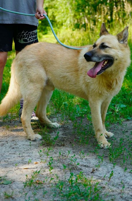 Duży pies do adopcji