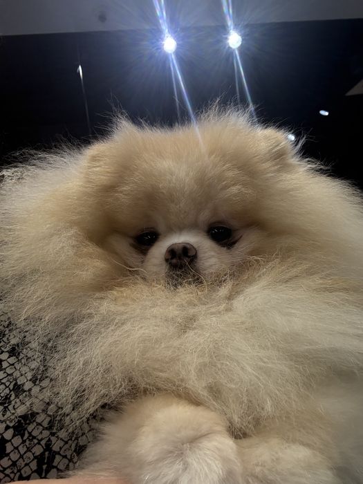 Померанчик только в любимцы