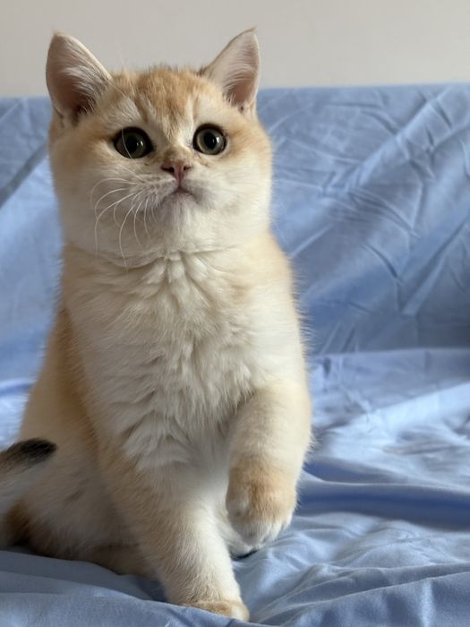 Chłopczyk brytyjski