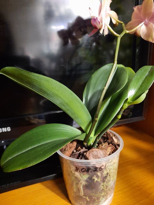 Орхидея фаленопсис Пират Пикоти с деткой.  .