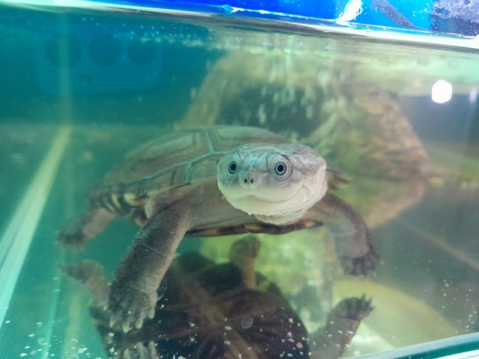 Zolw  wodnoladowy Pelomedusa subrufa