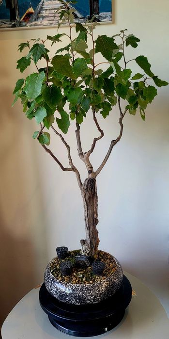 Bonsai de choupo
