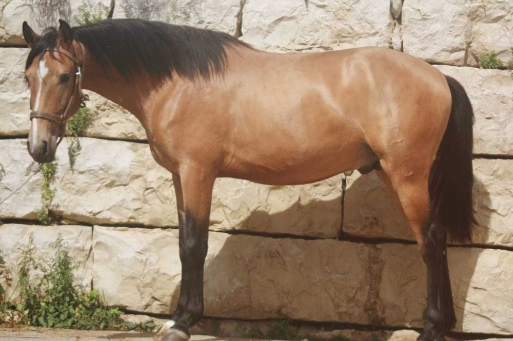 Lusitano 3 anos