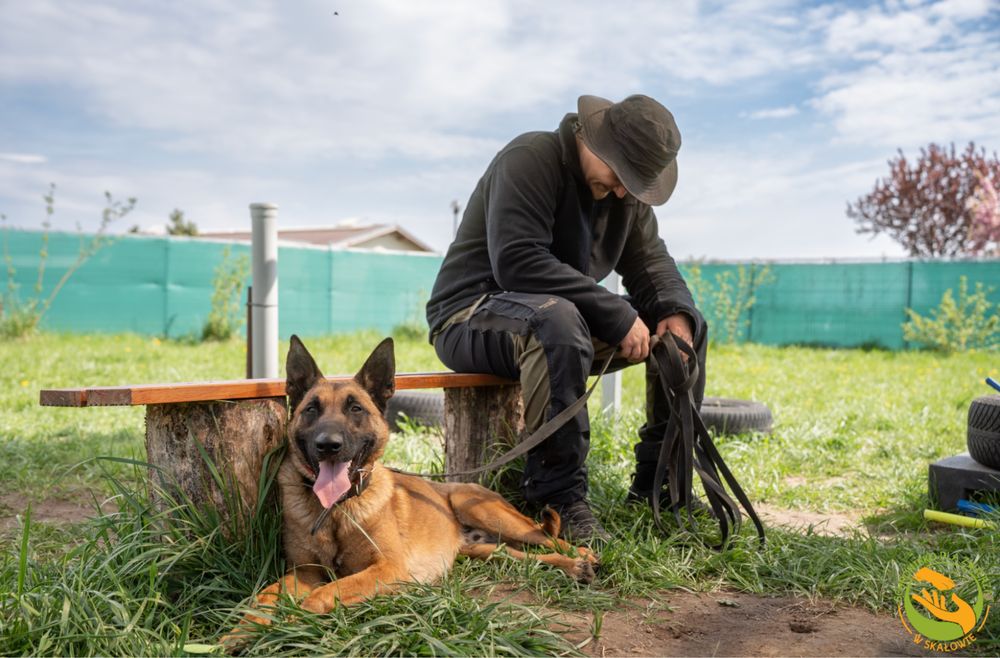 Ares owczarek belgijski malinois do adopcji