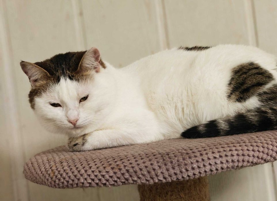 Брошка — ніжна киця 1,5 року - шукає дім  // кішка кошеня кіт