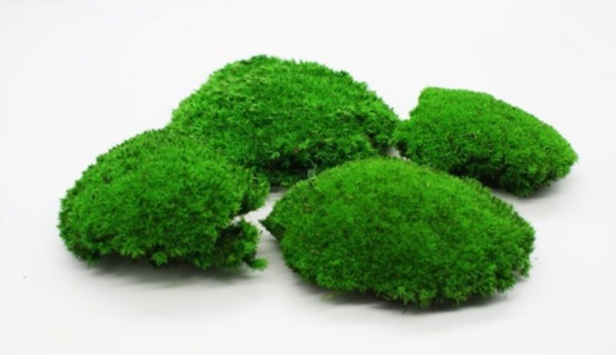 Лісовий мох живий. Кочковий.Ягель