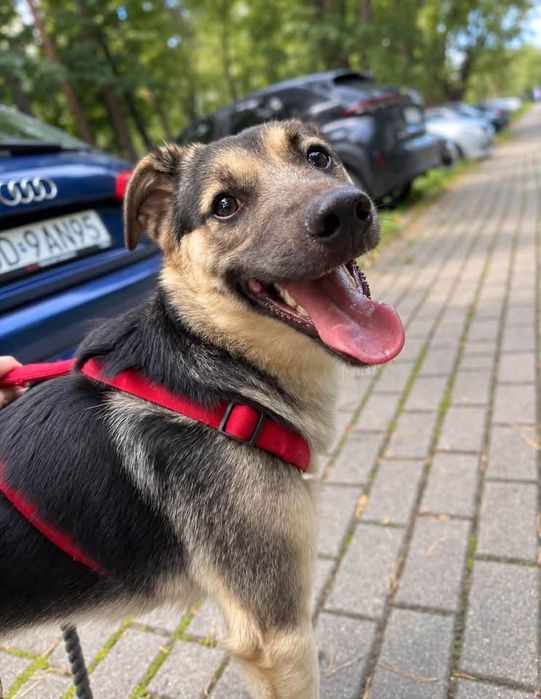 Uroczy piesek Oreo szuka domku