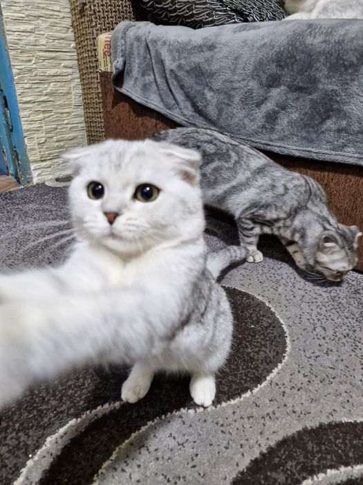 Шотландські дітлахи хлопчики і дівчуля