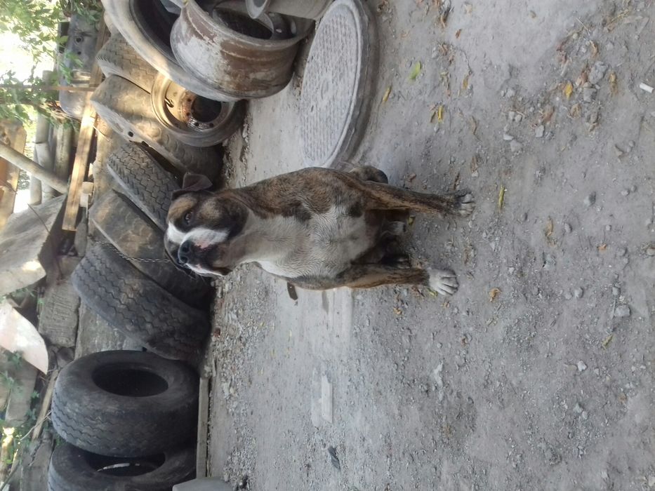 Амстафф (Вязка) кобель