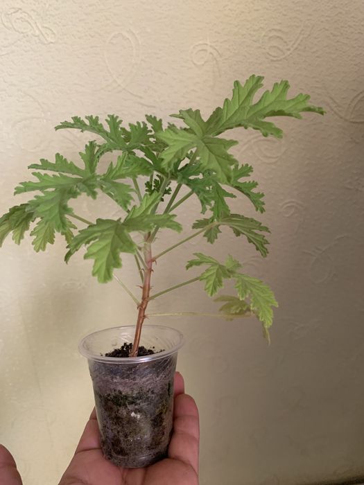 Душистая пеларгония с запахом лимона