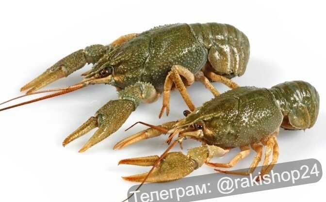РАКИ. Доставка по місту. Живі та варені.
